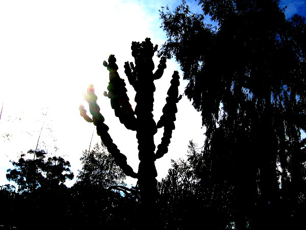 Cool silhouette in Balboa Park's cactus garden.