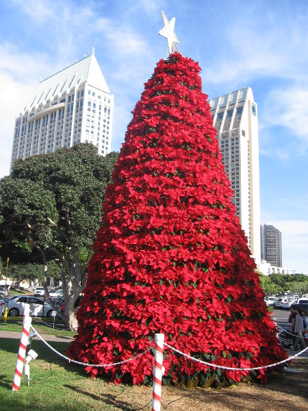 Manchester Grand Hyatt towers behind poinsettia Christmas tree at Seaport Village.