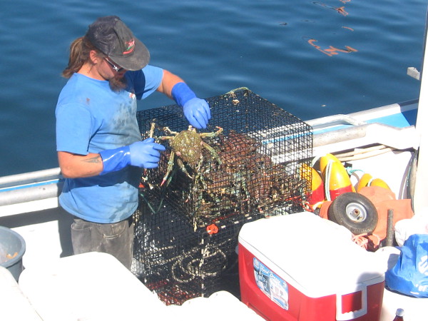 Fisherman checks live crab on top of a trap.
