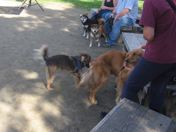 Front row dogs wait patiently for the ceremony to begin.
