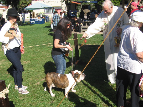 Holy water is cast by the Catholic priest upon animals to bestow health and blessings.