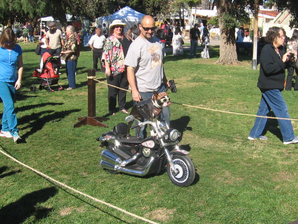 Here comes Chopper, the motorcycle-riding dog, a local celebrity.