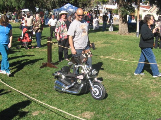 Here comes Chopper, the motorcycle-riding dog, a local celebrity.