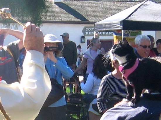 A cat is fascinated by the shiny aspergillum waving about.
