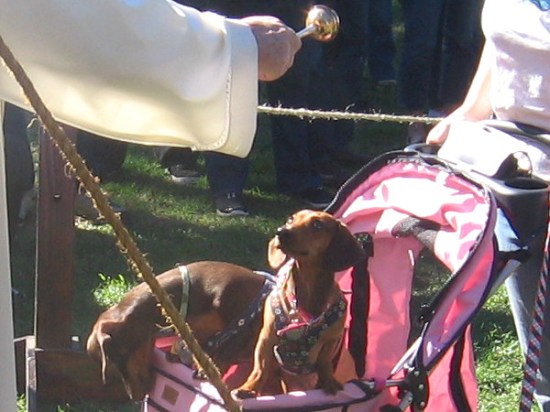 One dog seems bored while the other appears suspicious!