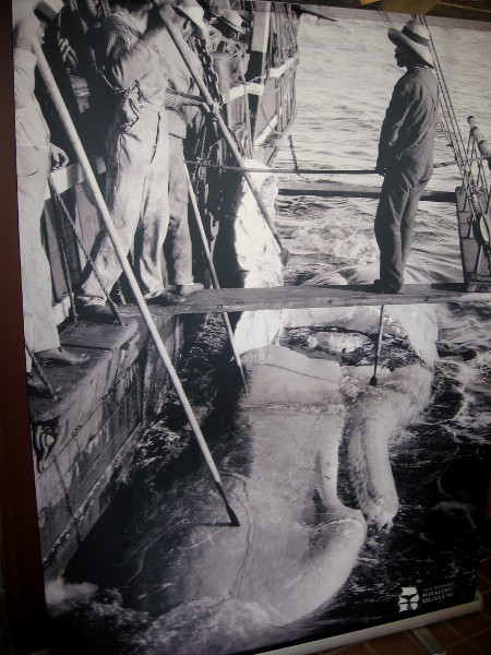 A dead whale is hauled to the ship's side and stripped of blubber by many hands.
