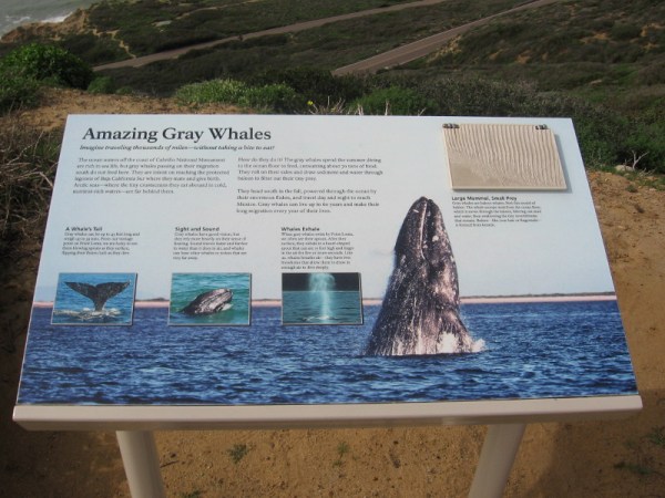 Gray whales migrate past Cabrillo National Monument from December through April. Spouts are often seen from here!
