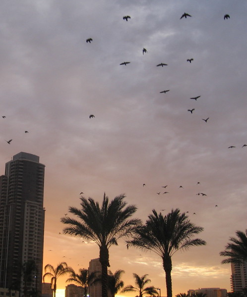 Birds take flight above palm trees in downtown San Diego.
