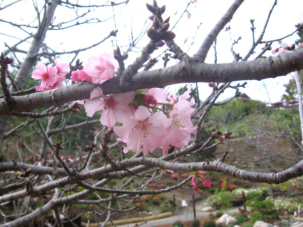 Beautiful cherry blossoms have opened at the Japanese Friendship Garden!