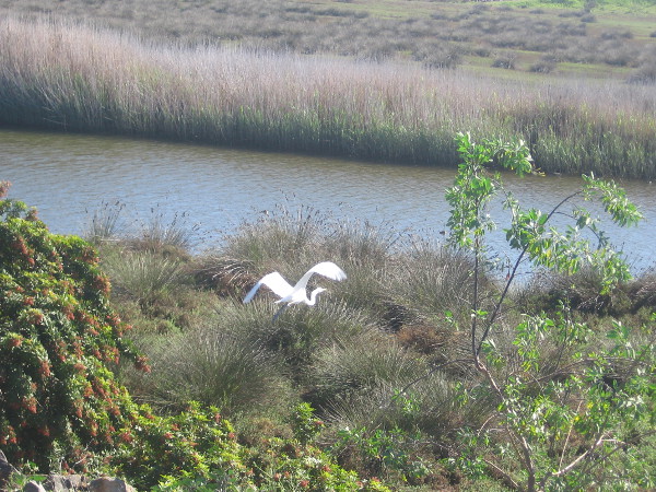 Snowy egret takes flight from river's edge, very close to pedestrian and bike path.