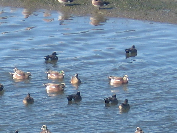 Plenty of ducks and shore birds dot the living river throughout the year.