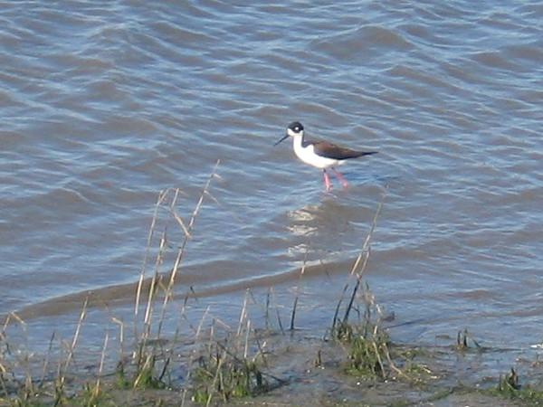 Black-necked stilt walks through the water, perhaps watching for a meal.