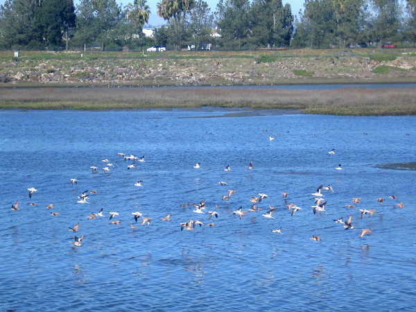 Looking north across blue water. Mission Bay and SeaWorld lie beyond the trees.