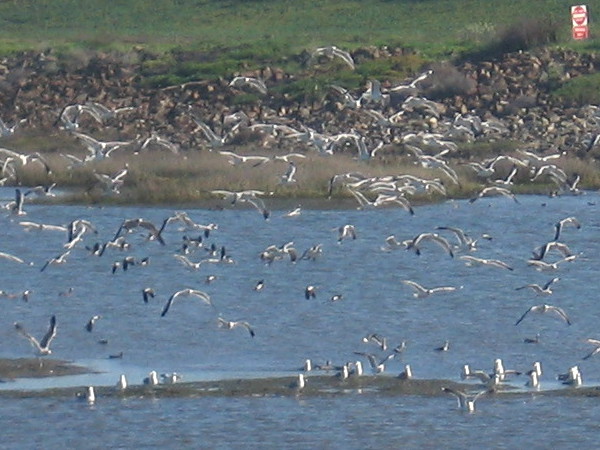 Huge flock of seagulls takes flight from mud flat near mouth of San Diego River.