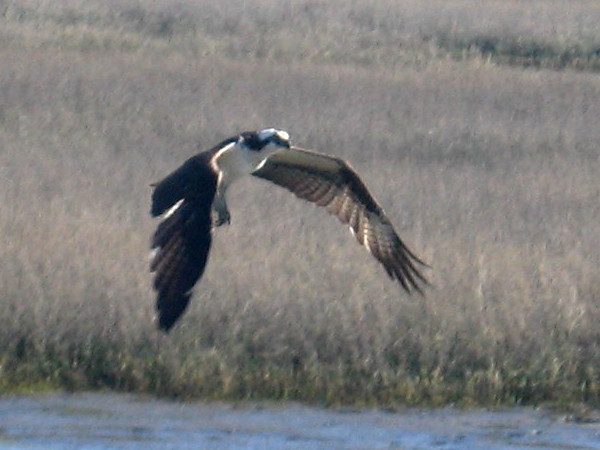 A fish-hunting osprey flies above the San Diego River estuary.