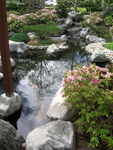The amazing Koi Pond is a favorite spot to relax and feel alive.