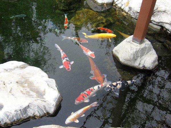 The koi are colorful and curious. They seemed interested in my camera!