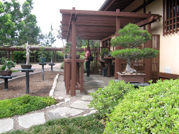 A special Bonsai Exhibit area.