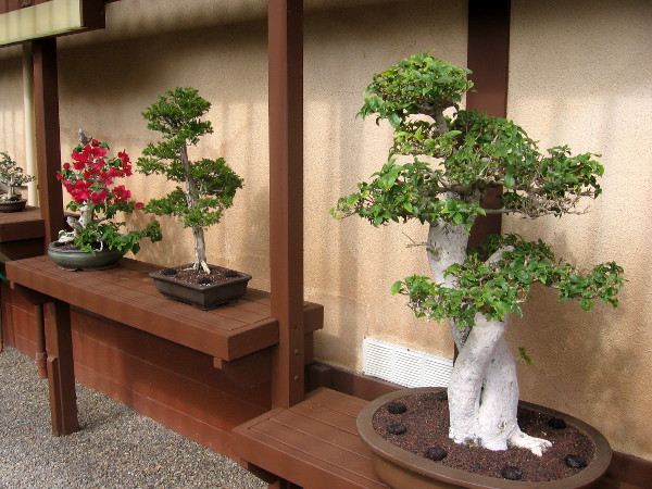 Perfectly pruned bonsai includes a bright red bougainvillea!