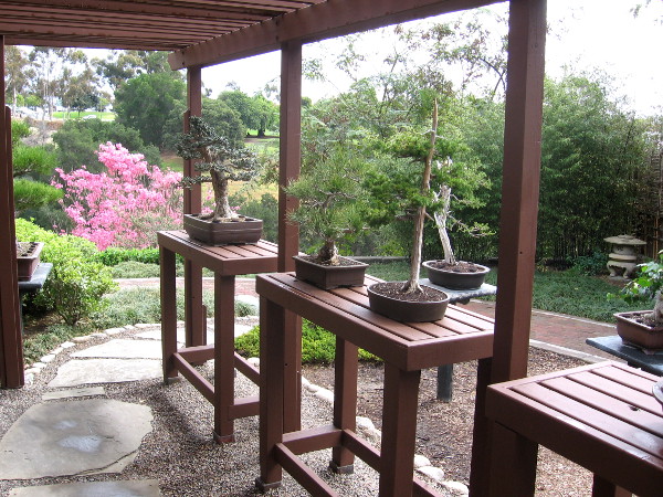 That bright tree in the distance is a pink trumpet tree.