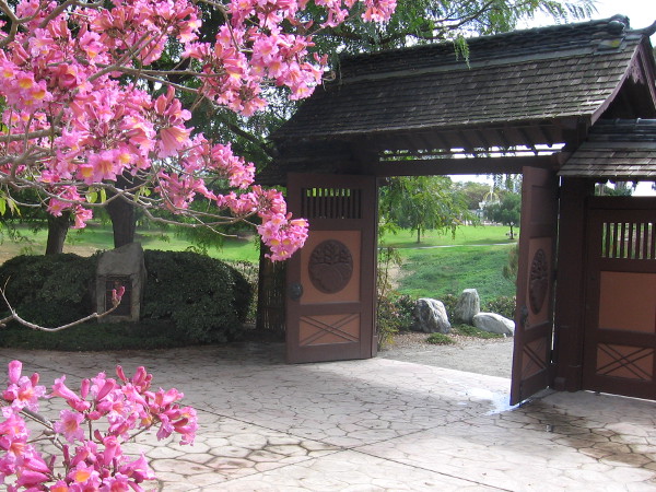 The Charles C. Dail Memorial Gate leads into the canyon, where the Japanese Cherry trees await. That's another pink trumpet tree!