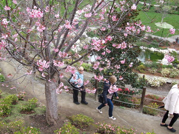 Here are some cherry blossoms! Many are blooming, even though it isn't spring quite yet!