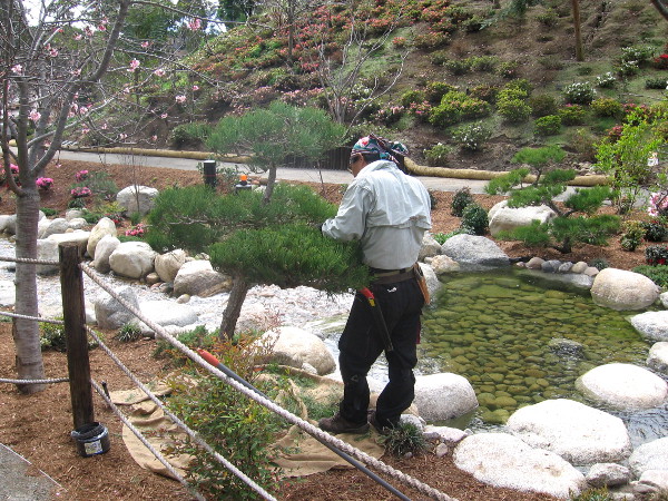 A patient gardener tends to one of the many shrubs and plants in the garden.