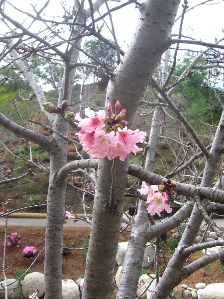 Gauzy pink blooms seem so new and promising.