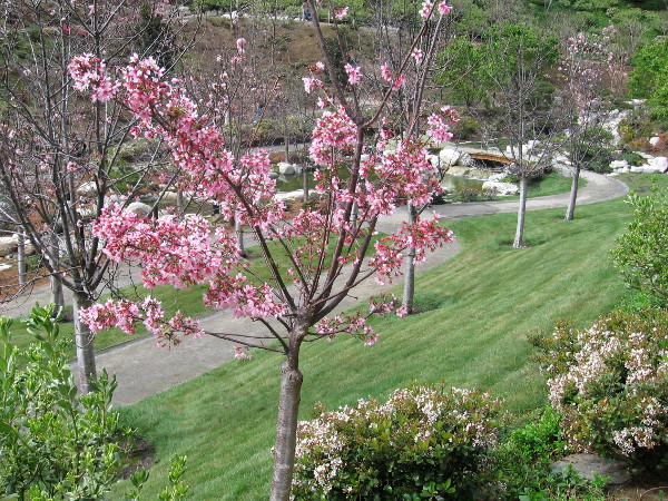 There are about 160 ornamental cherry trees in this grove. I think I'll be going here more often!