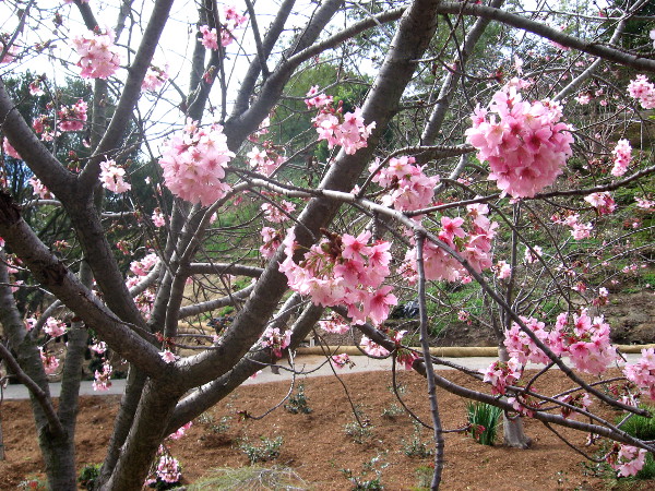 The Japanese Friendship Garden in San Diego's Balboa Park is a place of beauty.