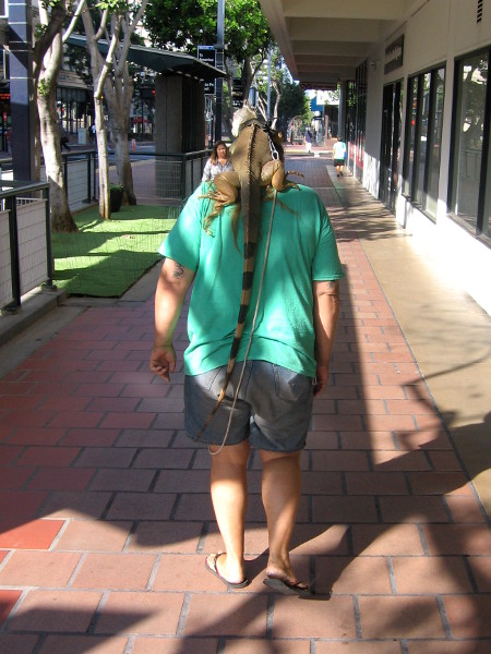 A huge iguana, I believe, taking a curious ride on someone's shoulders!