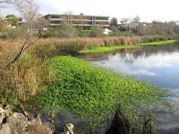 Taking a look at the river from the other side of Mission Center Road.