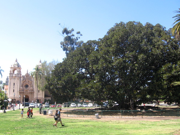 This is one of the largest trees you're likely to ever see.