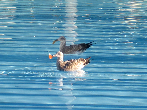 Two seagulls carry bits of something while navigating the Children's Park fountain.