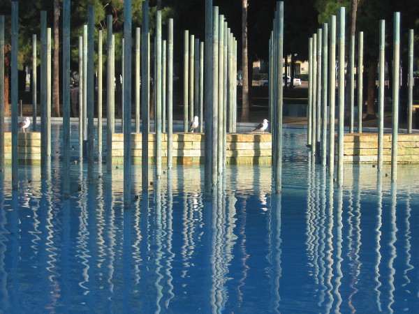 The gently sprinkling fountain was off this morning, and birds were enjoying the early sun.