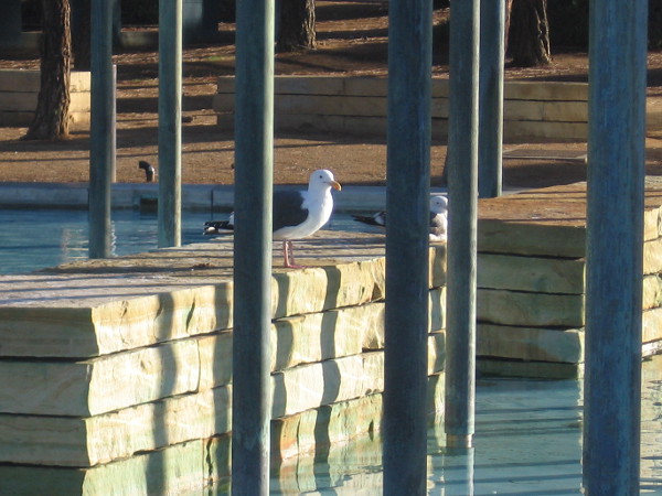 There are many places for birds to perch at the center of the man-made pond.