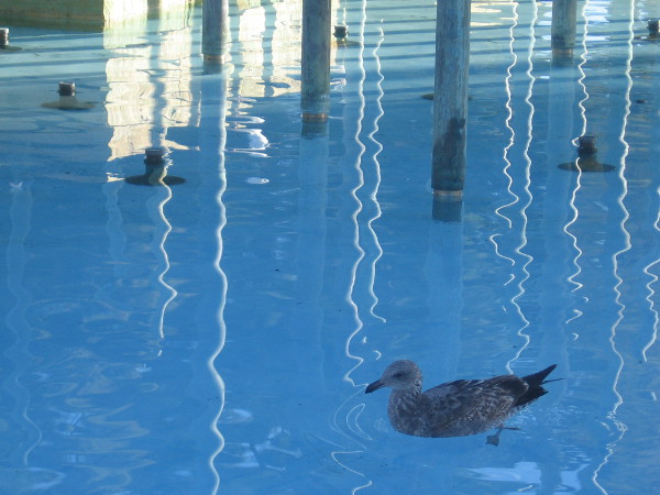 A gull floats over to see if I have food. I'm standing on the Martin Luther King Jr. Promenade, where it passes as a walkway over the blue water.