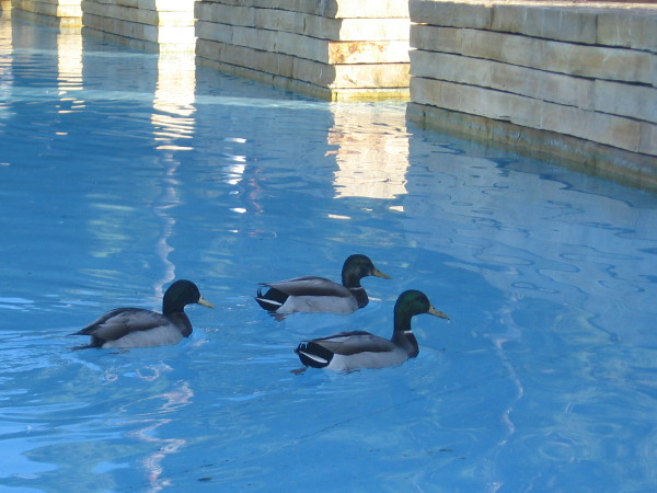 These three ducks are just cruising around the Children's Park fountain.