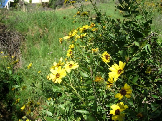 Grass and spring flowers line the Maple Canyon Trail.