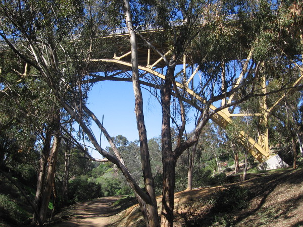 Here comes the First Avenue Bridge beyond a eucalyptus tree.