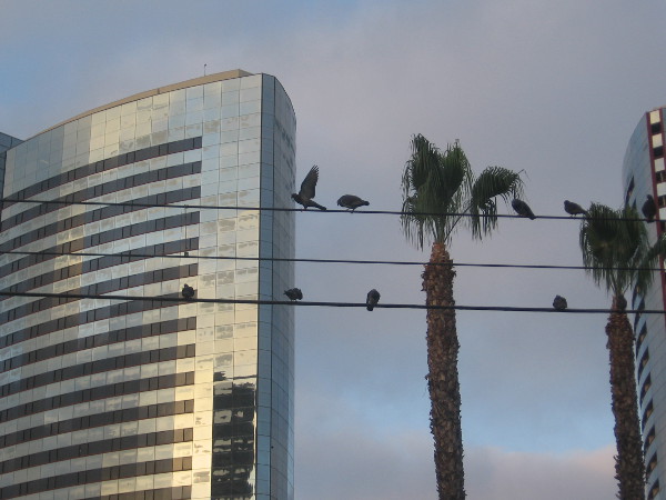 Off to the side of the fountain, pigeons congregate on the San Diego trolley's electrical wires.