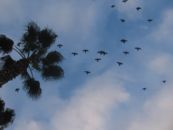 Pigeons swirl in broad circles directly overhead.