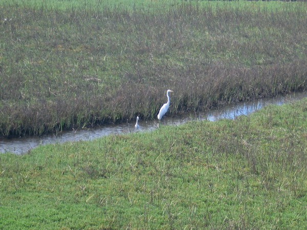 Two great egrets in San Diego River Estuary not far from the mural project!