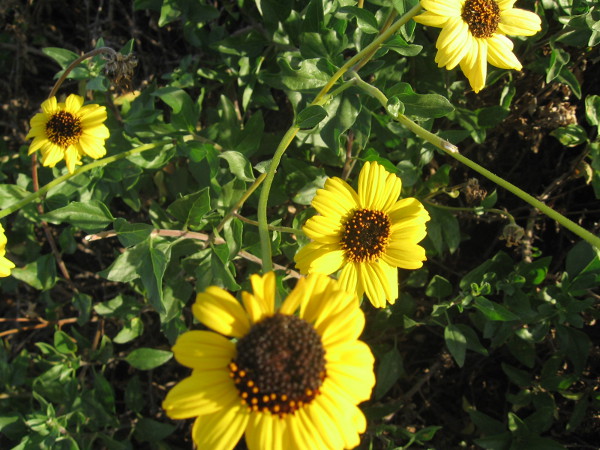 Beautiful yellow flowers, grass and benches are found about this mountaintop monument to all Veterans.