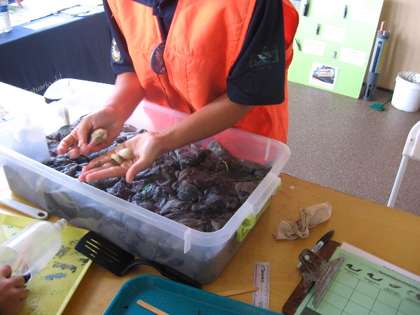 Investigating creatures one might find in a mudflat.