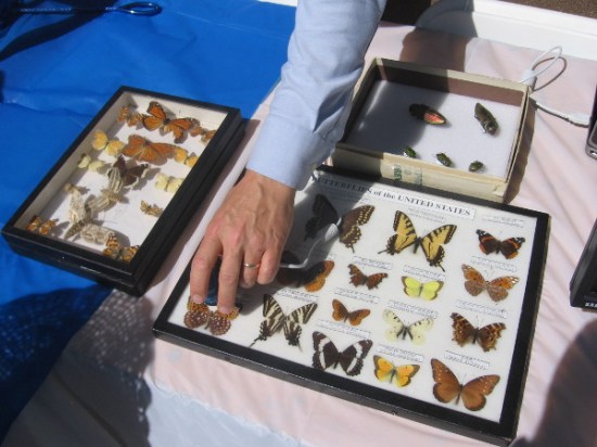 Pointing out a butterfly in a displayed collection.