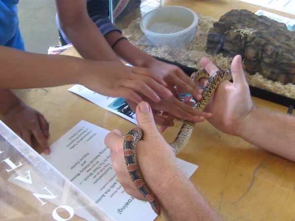 Lots of animal life on display included this beautiful long-nosed snake.