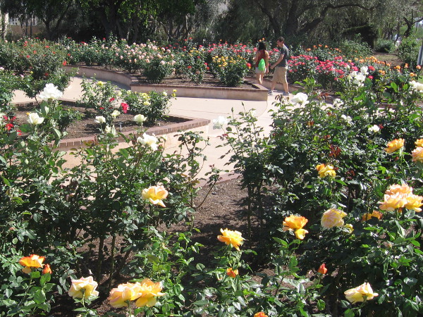 On a sunny Spring Sunday, a couple walks slowly through the south part of beautiful Balboa Park rose garden next to Park Boulevard.