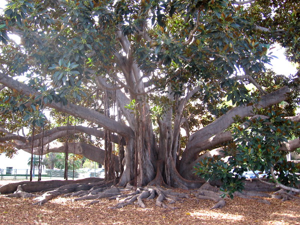 Trunk and roots of a tree once climbed by kids, but now fenced off for its protection.