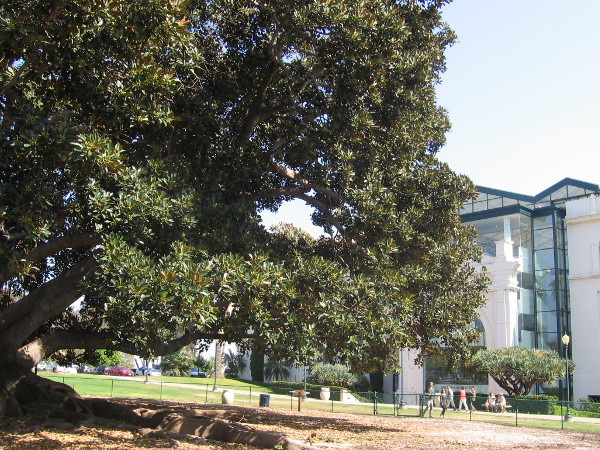 Huge Moreton Bay Fig tree and the San Diego Natural History Museum.